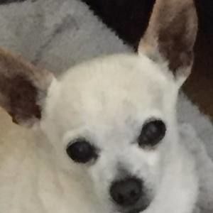 Meet your Posher, Daisy